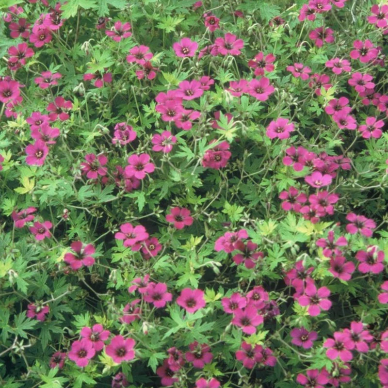 6x Storchschnabel kaufen – Geranium macr. ‘Bevan’s Variety’ - Höhe 10-25 cm - Ø 9 cm