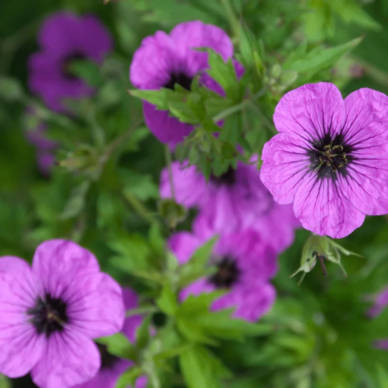 6x Storchschnabel kaufen – Geranium macr. ‘Bevan’s Variety’ - Höhe 10-25 cm - Ø 9 cm
