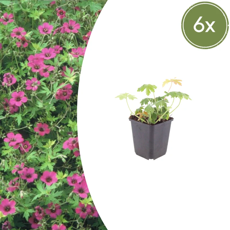 6x Storchschnabel kaufen – Geranium macr. ‘Bevan’s Variety’ - Höhe 10-25 cm - Ø 9 cm