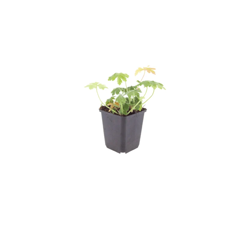 6x Storchschnabel kaufen – Geranium macr. ‘Bevan’s Variety’ - Höhe 10-25 cm - Ø 9 cm
