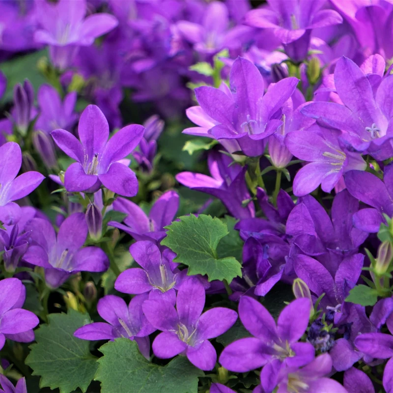 6x Dalmatiner-Polsterglockenblume kaufen – Campanula portenschlagiana | Höhe 10–25 cm