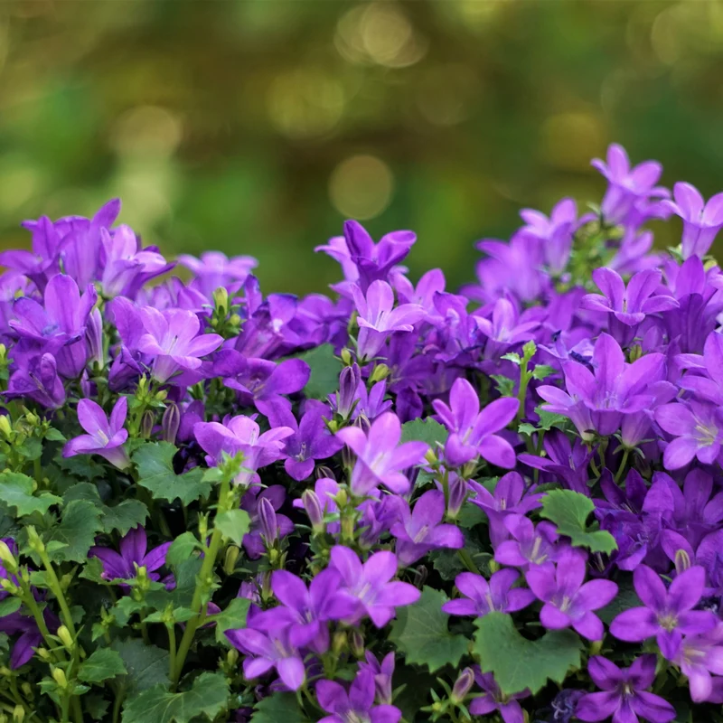 6x Dalmatiner-Polsterglockenblume kaufen – Campanula portenschlagiana | Höhe 10–25 cm
