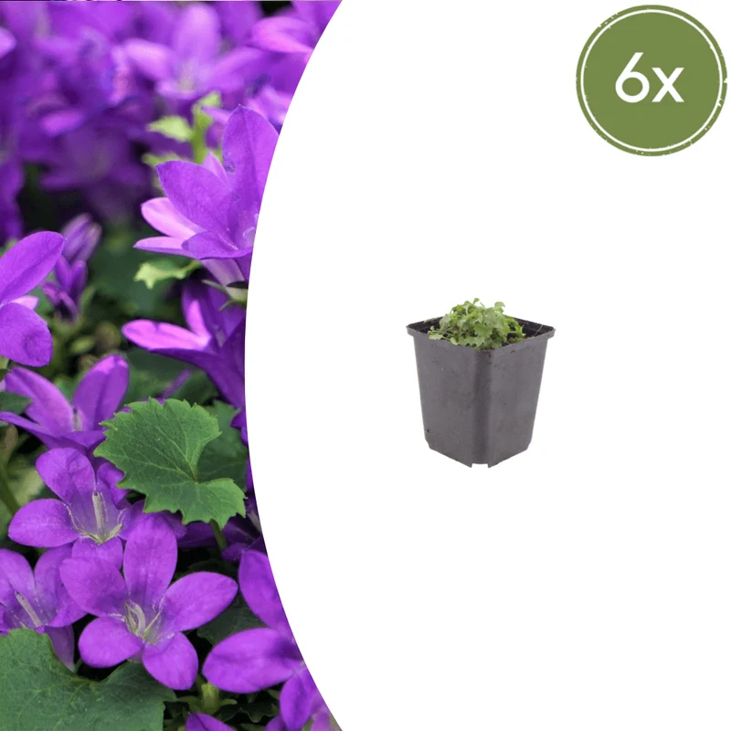 6x Dalmatiner-Polsterglockenblume kaufen – Campanula portenschlagiana | Höhe 10–25 cm