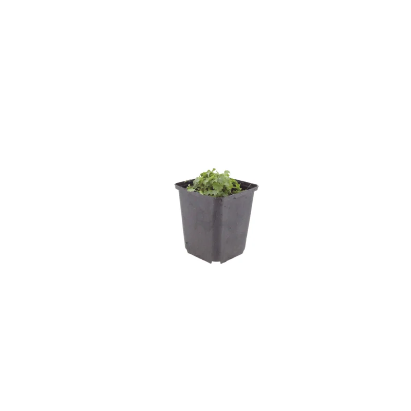 6x Dalmatiner-Polsterglockenblume kaufen – Campanula portenschlagiana | Höhe 10–25 cm