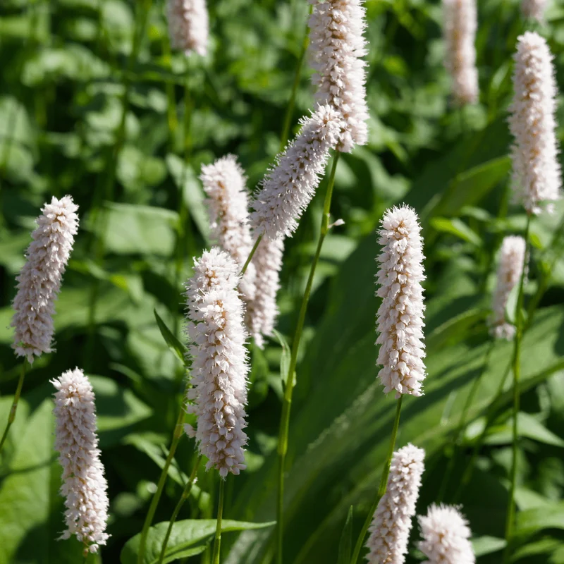 6x Schlangen-Knöterich 'Superba' kaufen – Persicaria bistorta | Höhe 10–25 cm, Ø 9 cm