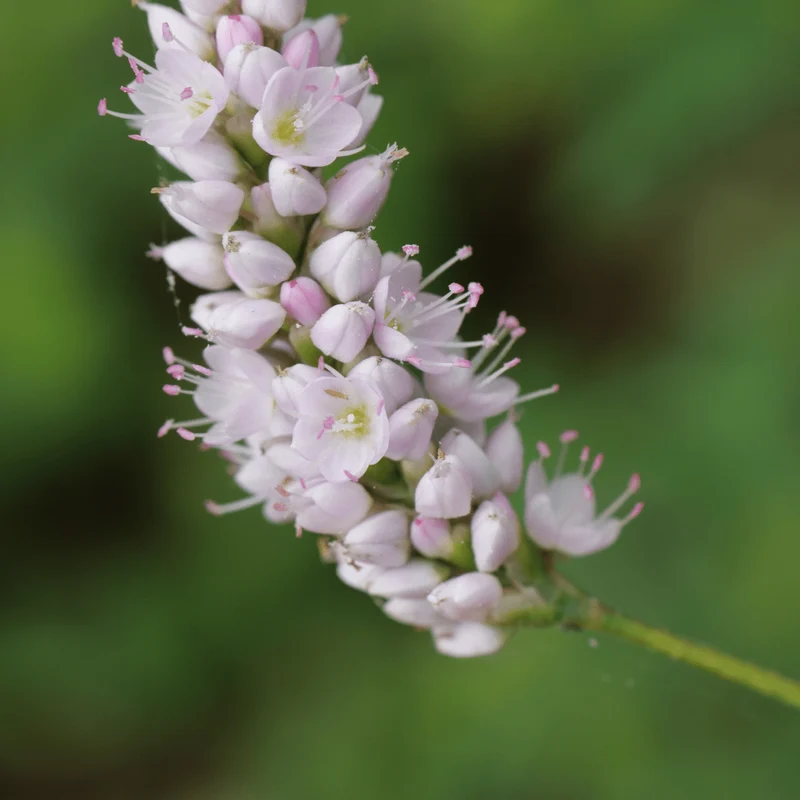 6x Schlangen-Knöterich 'Superba' kaufen – Persicaria bistorta | Höhe 10–25 cm, Ø 9 cm