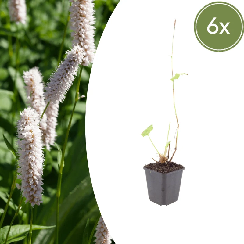 6x Schlangen-Knöterich 'Superba' kaufen – Persicaria bistorta | Höhe 10–25 cm, Ø 9 cm
