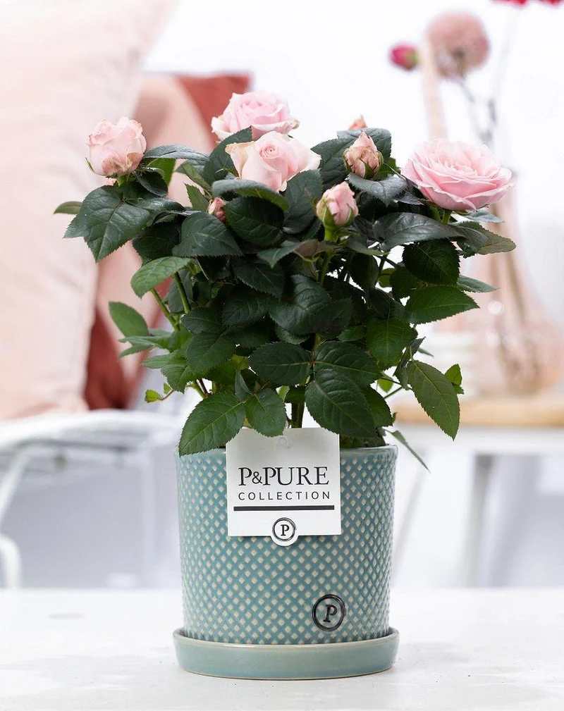 Rosa Light Pink in P&PURE Lauren Ceramics - Ø 12 cm - Höhe 30 cm