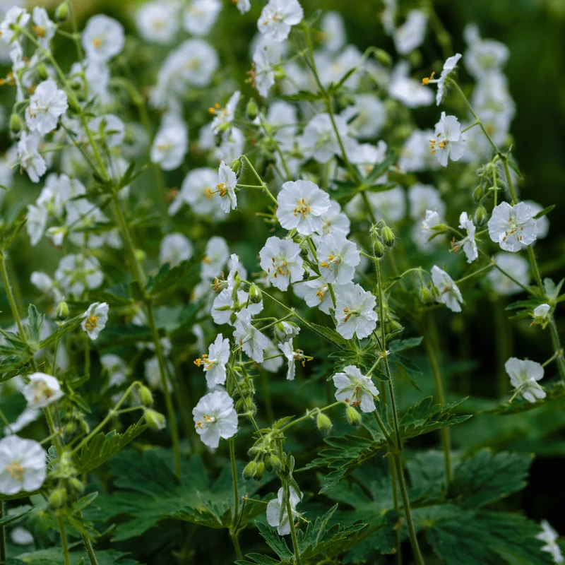 6x Balkan-Storchschnabel 'White Ness' kaufen – Geranium macrorrhizum | Höhe 10–25 cm