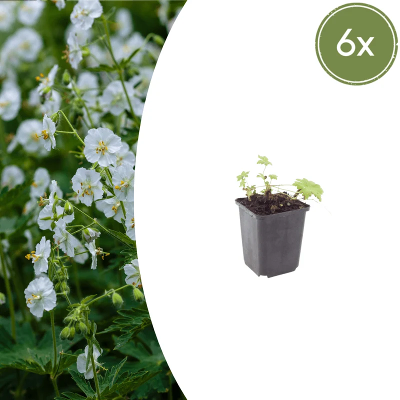 6x Balkan-Storchschnabel 'White Ness' kaufen – Geranium macrorrhizum | Höhe 10–25 cm