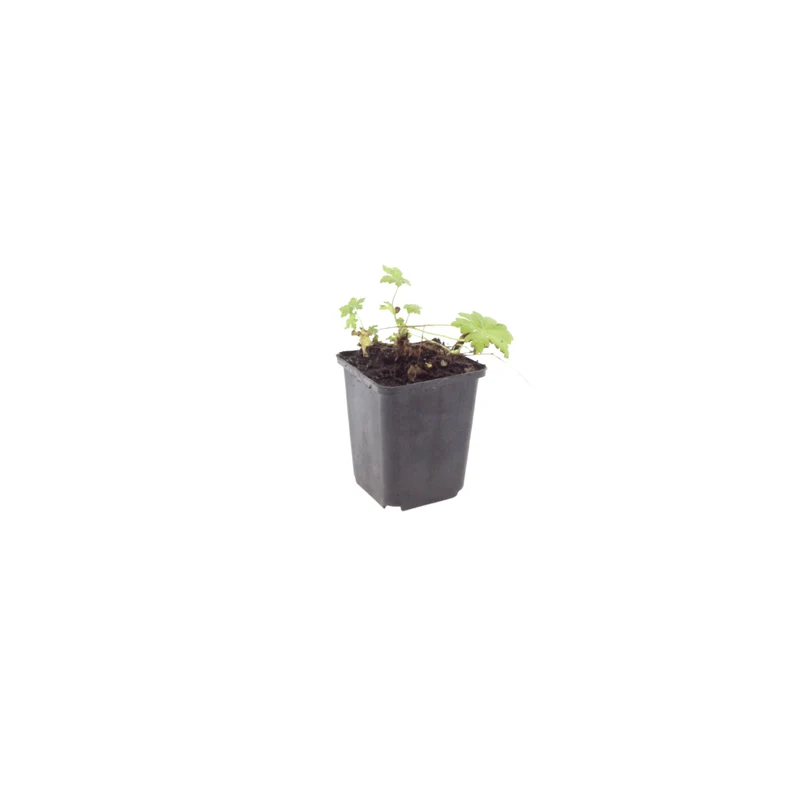 6x Balkan-Storchschnabel 'White Ness' kaufen – Geranium macrorrhizum | Höhe 10–25 cm