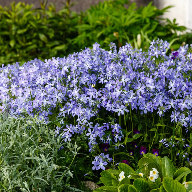 6x Polster-Phlox 'Emerald Cushion Blue' kaufen – Phlox subulata | Höhe 10–25 cm