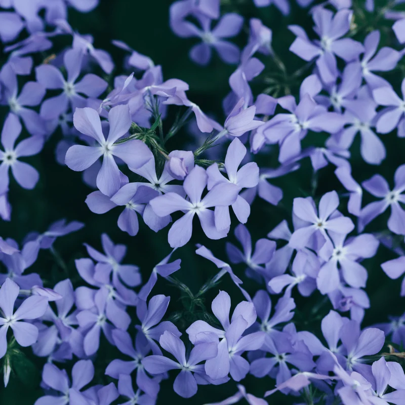 6x Polster-Phlox 'Emerald Cushion Blue' kaufen – Phlox subulata | Höhe 10–25 cm