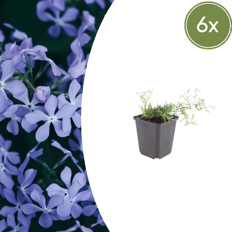6x Polster-Phlox 'Emerald Cushion Blue' kaufen – Phlox subulata | Höhe 10–25 cm