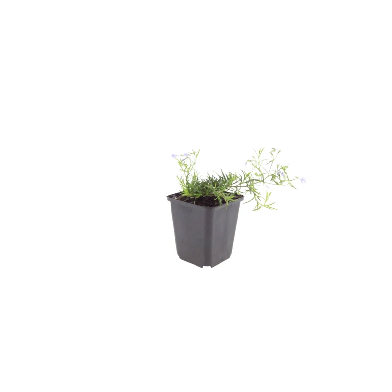6x Polster-Phlox 'Emerald Cushion Blue' kaufen – Phlox subulata | Höhe 10–25 cm