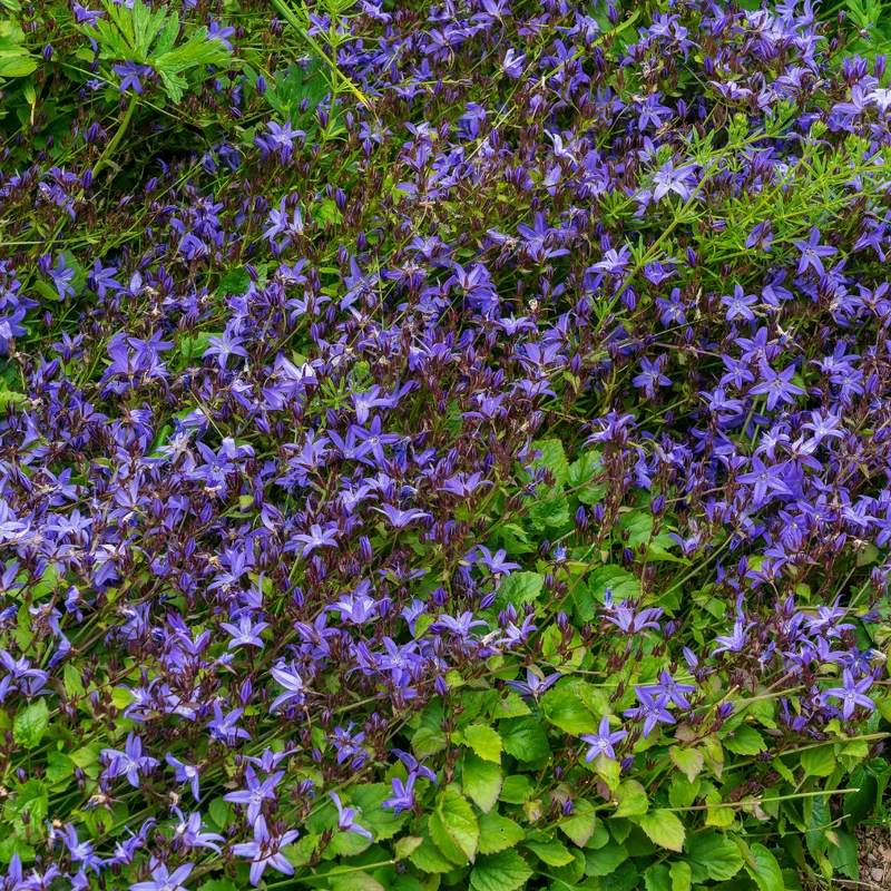 6x Polster-Glockenblume kaufen – Campanula poscharskyana | Höhe 10–25 cm, Ø 9 cm