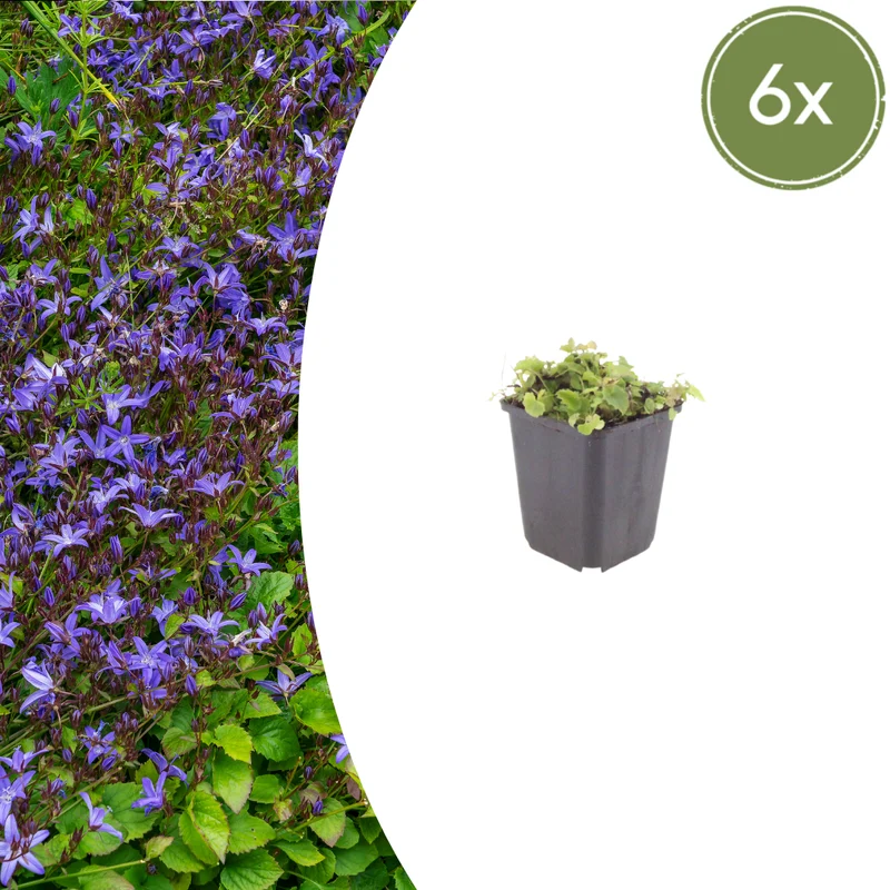 6x Polster-Glockenblume kaufen – Campanula poscharskyana | Höhe 10–25 cm, Ø 9 cm