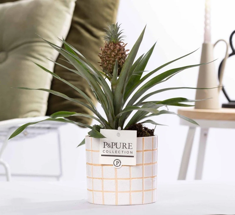Ananas Rosita in P&PURE Tirza Ceramics - Ø 12 cm - Höhe 35 cm