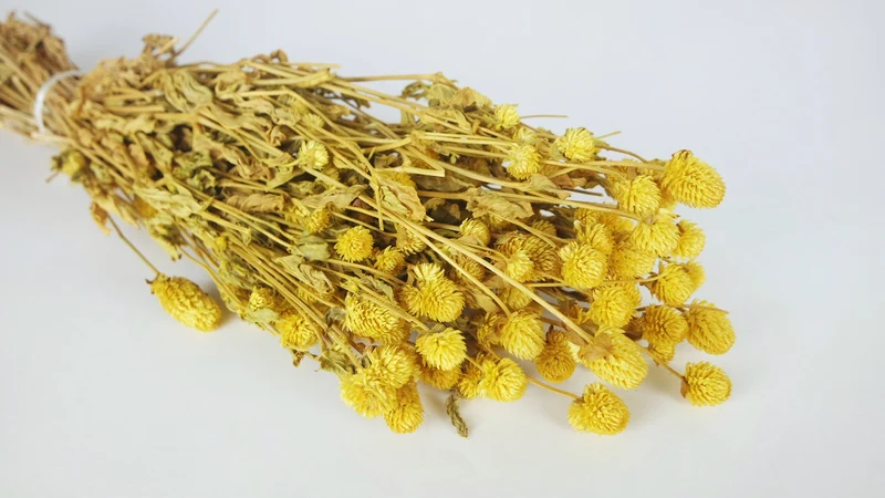 Gomphrena - 1 Bund - Gelb