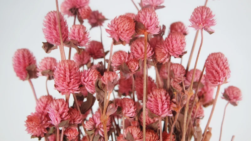 Gomphrena - 1 Bund - Rosa