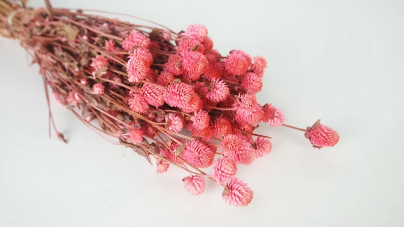 Gomphrena - 1 Bund - Rosa