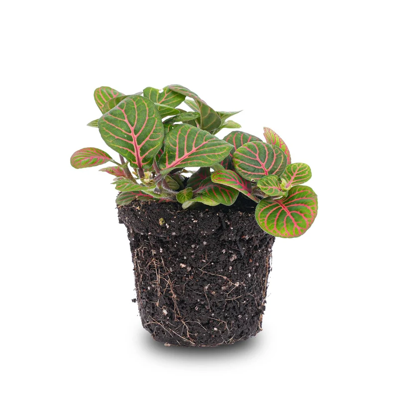 Fittonia Bubble Red Rot-grüne Mosaikpflanze Topf 8cm