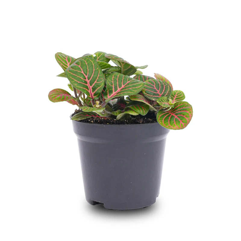 Fittonia Bubble Red Rot-grüne Mosaikpflanze Topf 8cm