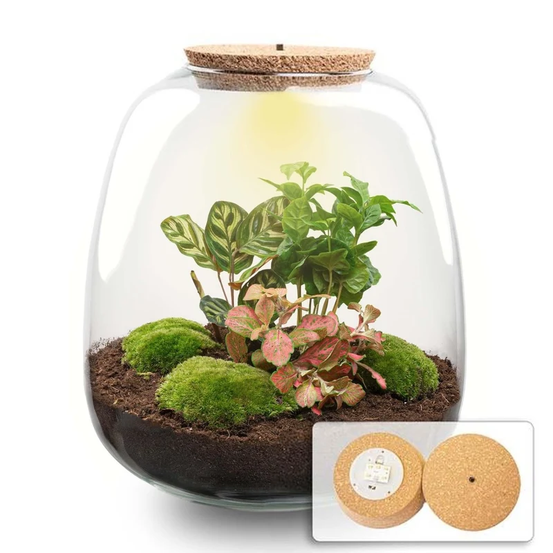 Pflanzenterrarium Emma Bausatz 25 cm Ø 23 cm Coffea Red
