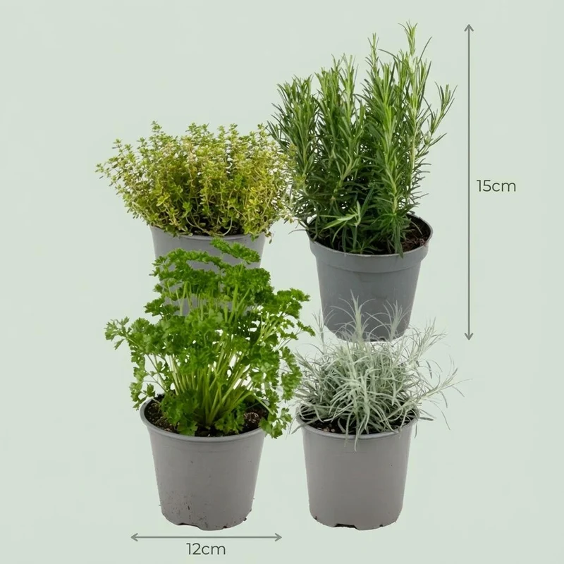 Italienische Kräutermischung - 4 Stück - Ø 12 cm - Höhe: 12-15 cm