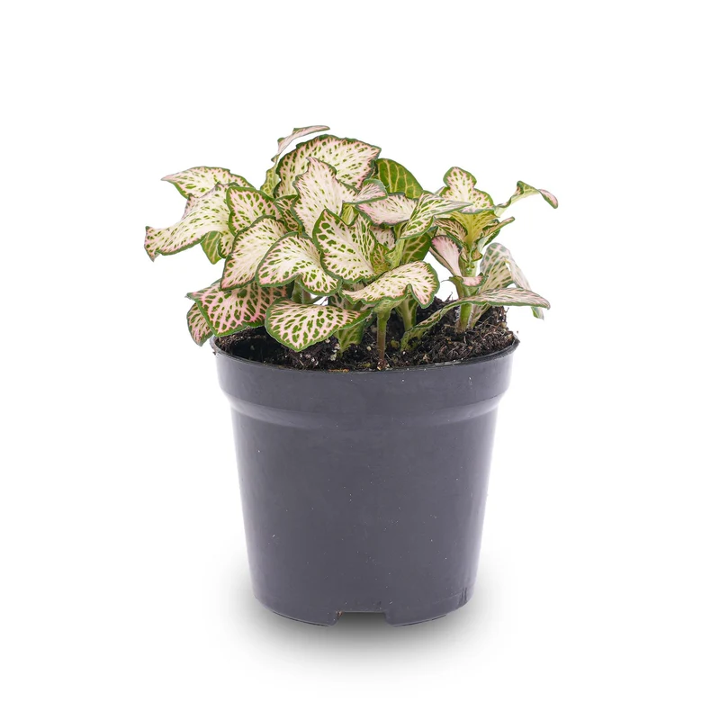 Fittonia Pink Tiger Rosa, weiße und grüne Mosaikpflanze Topf 8cm