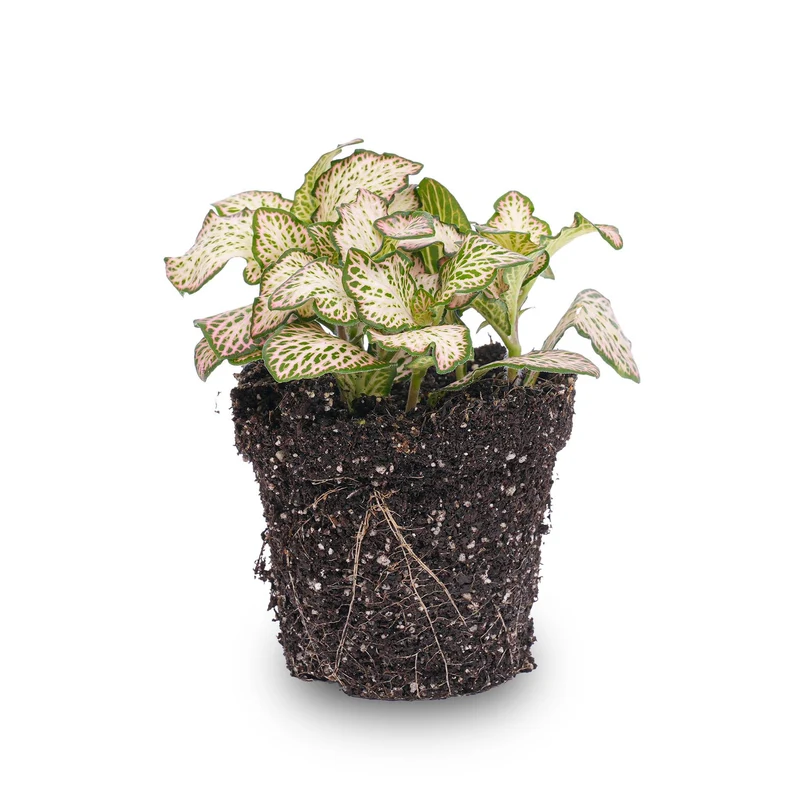 Fittonia Pink Tiger Rosa, weiße und grüne Mosaikpflanze Topf 8cm