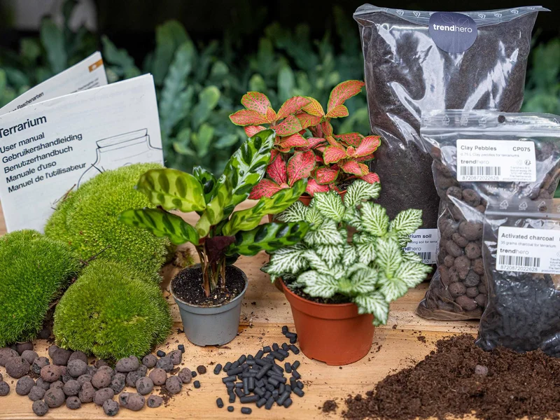 Nachfüllpackung & Starterset für Pflanzenterrarien Calathea Lancifolia