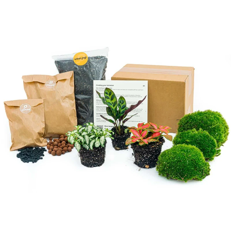 Nachfüllpackung & Starterset für Pflanzenterrarien Calathea Lancifolia