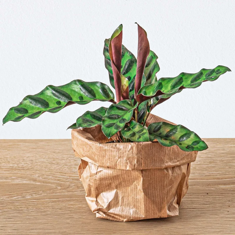 Nachfüllpackung & Starterset für Pflanzenterrarien Calathea Lancifolia
