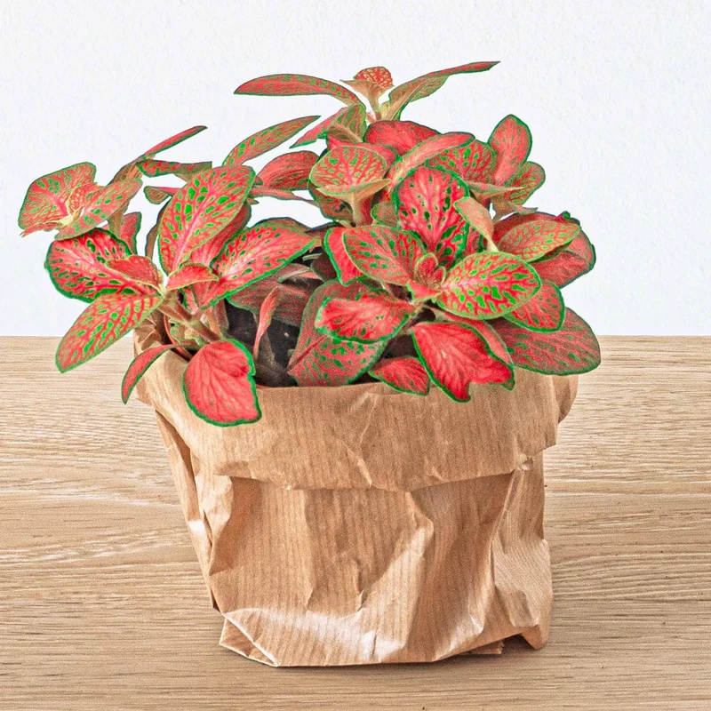 Nachfüllpackung & Starterset für Pflanzenterrarien Calathea Lancifolia
