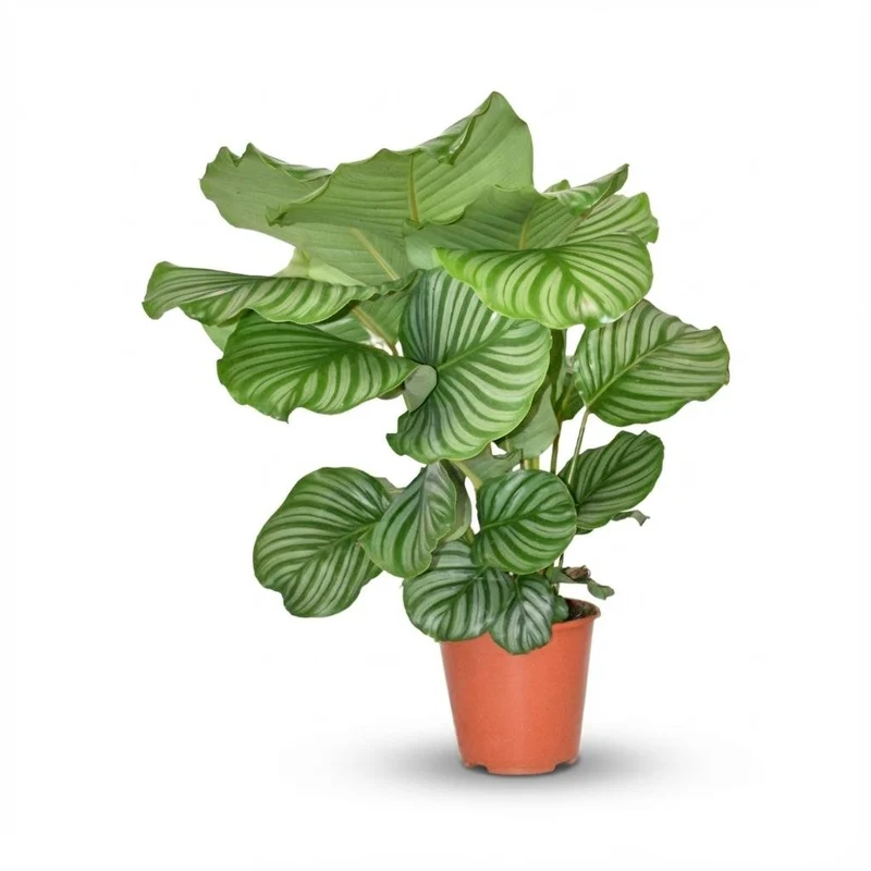 Korbmarante kaufen – Calathea Orbifolia - Ø 19 cm - Höhe: 60cm