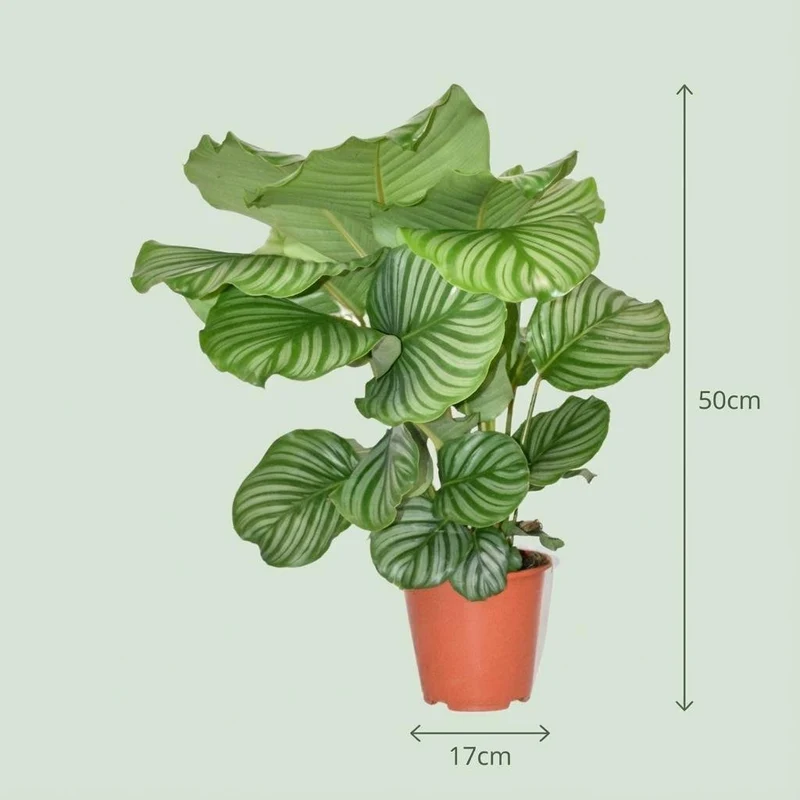 Korbmarante kaufen – Calathea Orbifolia - Ø 19 cm - Höhe: 60cm