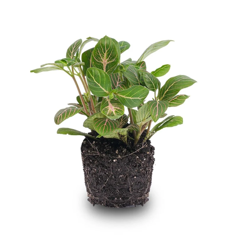 Fittonia Joly Josan Rot-grüne Mosaikpflanze Topf 8cm