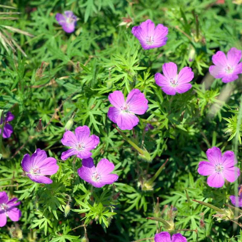 6x Blut-Storchschnabel kaufen – Geranium sanguineum | Höhe 10–25 cm, Ø 9 cm