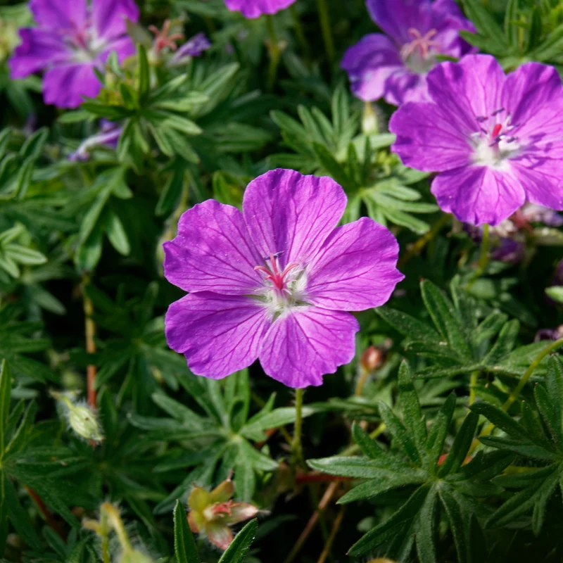 6x Blut-Storchschnabel kaufen – Geranium sanguineum | Höhe 10–25 cm, Ø 9 cm