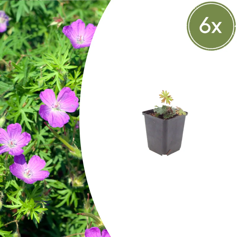 6x Blut-Storchschnabel kaufen – Geranium sanguineum | Höhe 10–25 cm, Ø 9 cm