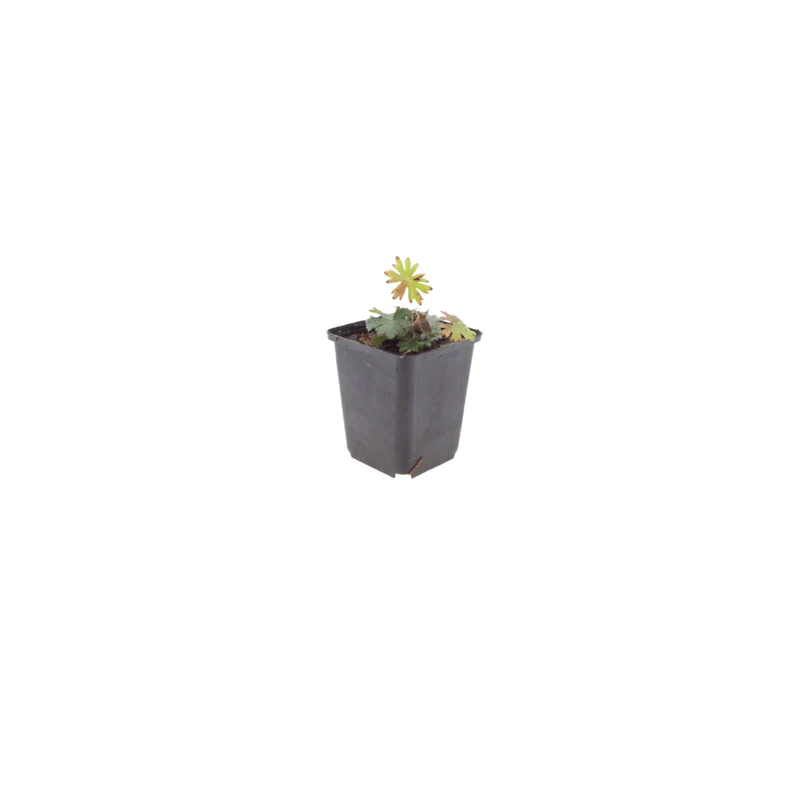 6x Blut-Storchschnabel kaufen – Geranium sanguineum | Höhe 10–25 cm, Ø 9 cm