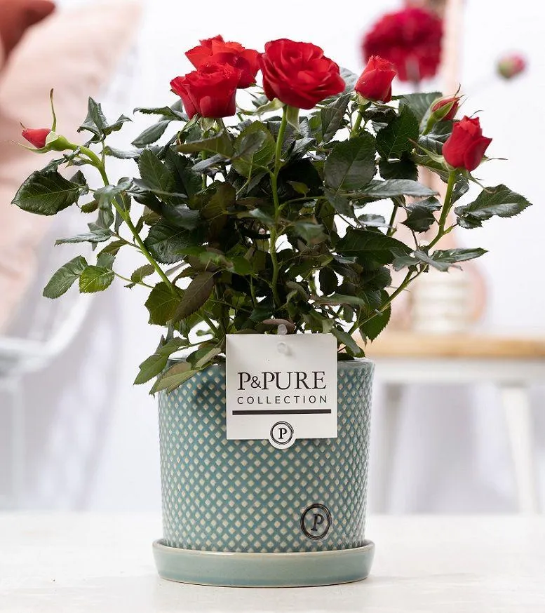 Rosa Red in P&PURE Lauren Ceramics - Ø 12 cm - Höhe 30 cm