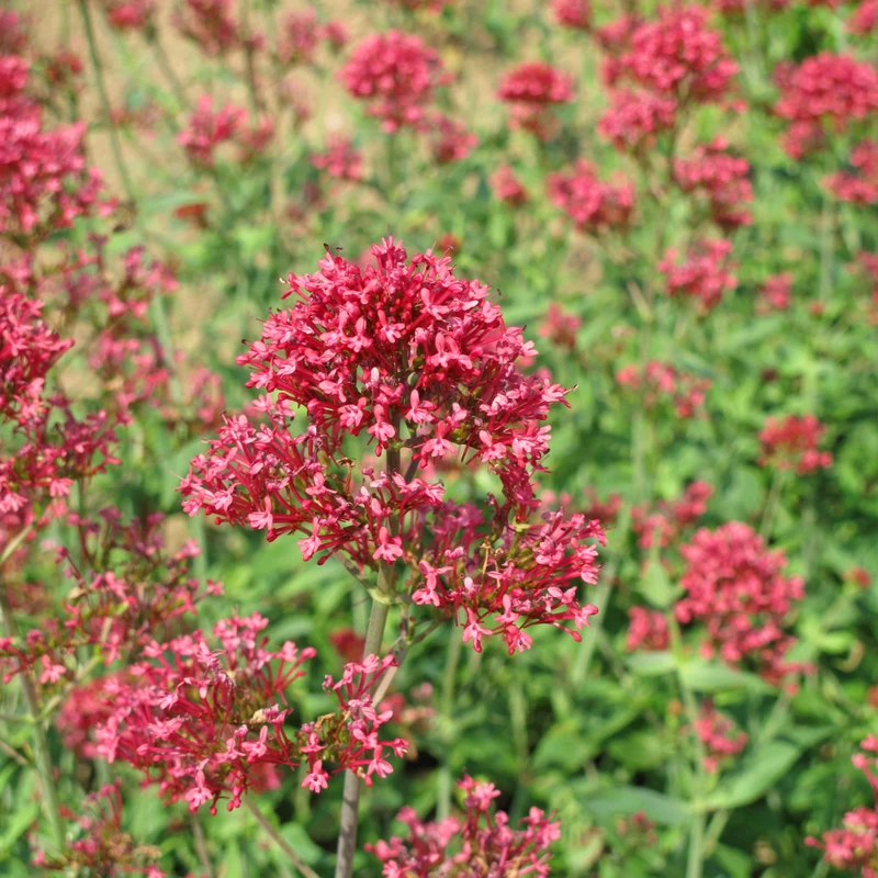 6x Rote Spornblume kaufen – Centranthus ruber 'Coccineus' | Höhe 10–25 cm, Ø 9 cm