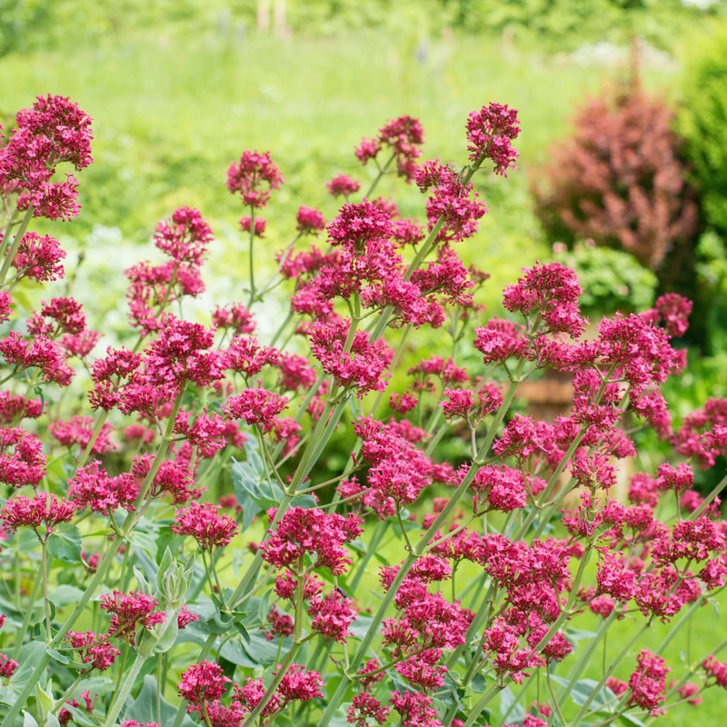 6x Rote Spornblume kaufen – Centranthus ruber 'Coccineus' | Höhe 10–25 cm, Ø 9 cm
