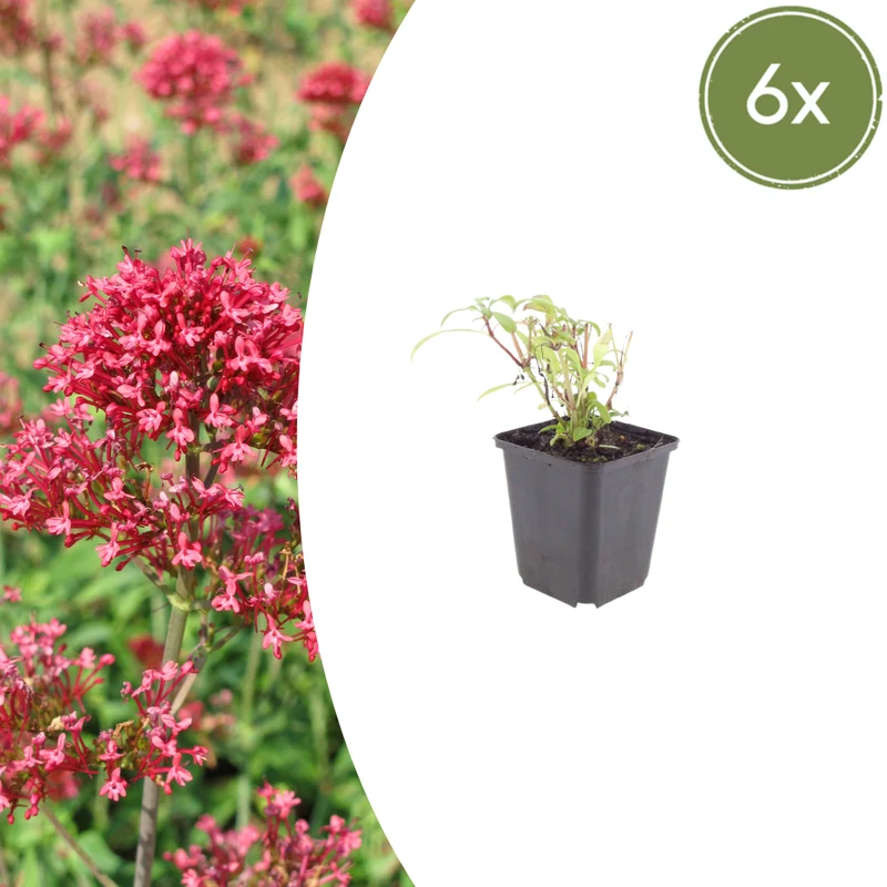 6x Rote Spornblume kaufen – Centranthus ruber 'Coccineus' | Höhe 10–25 cm, Ø 9 cm