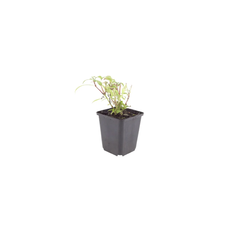6x Rote Spornblume kaufen – Centranthus ruber 'Coccineus' | Höhe 10–25 cm, Ø 9 cm