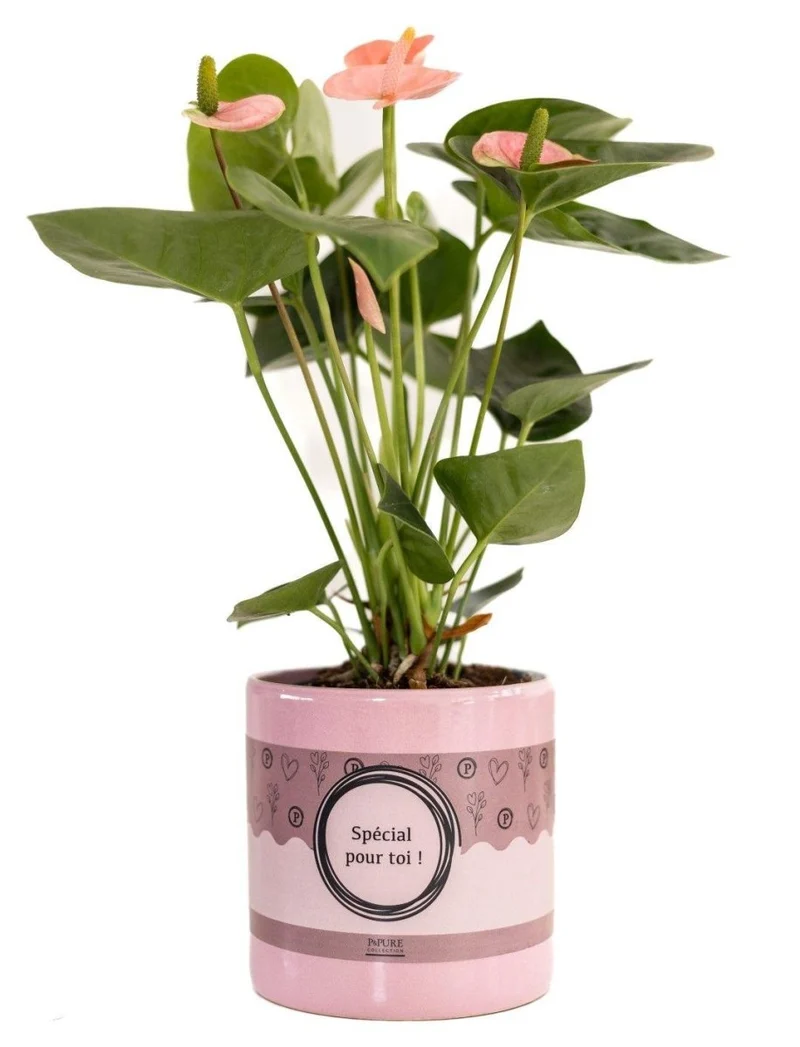 Anthurium Pink (Spirit) in P&PURE „Special Pour Toi“-Verpackung - Ø 12 cm - Höhe 45 cm