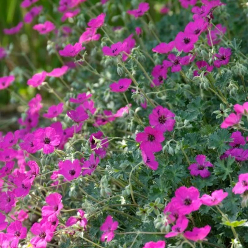 6x Blut-Storchschnabel 'Max Frei' kaufen – Geranium sanguineum | Höhe 10–25 cm