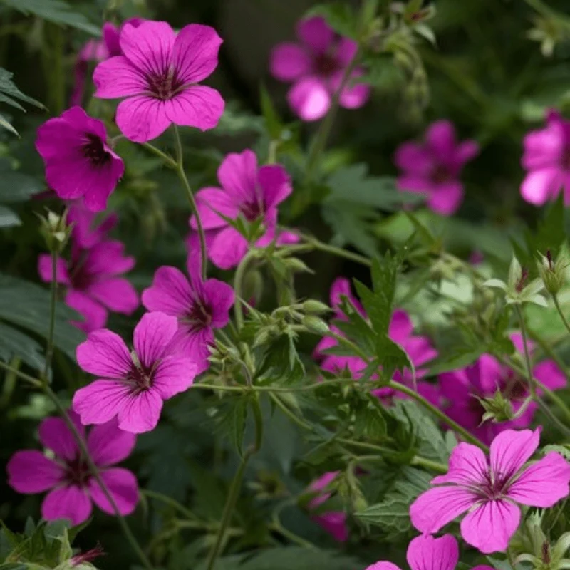 6x Blut-Storchschnabel 'Max Frei' kaufen – Geranium sanguineum | Höhe 10–25 cm